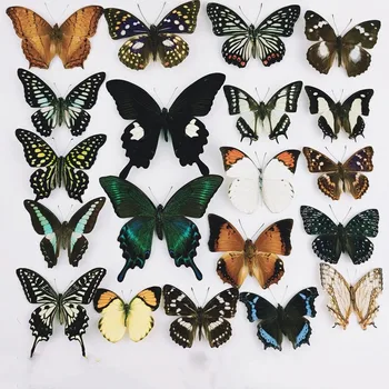 Doğal Monte Edilmemiş Rhopalocera / Le Papillon / Kelebek Örneği Sanat Malzemesi Dekoru