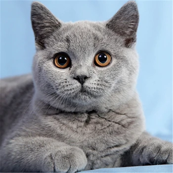 Hayvan Kedi DIY Nakış Çapraz Dikiş 11CT Kitleri İğne Zanaat Seti pamuk ipliği Baskılı Tuval Ev Dekorasyon Satmak